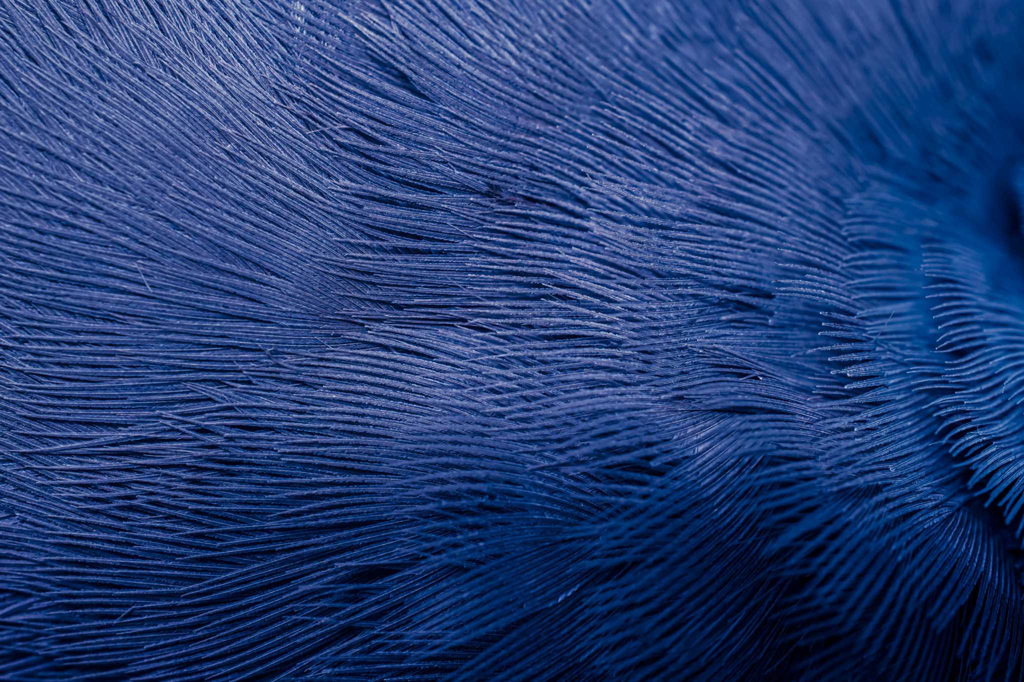Bird-Feather-Texture