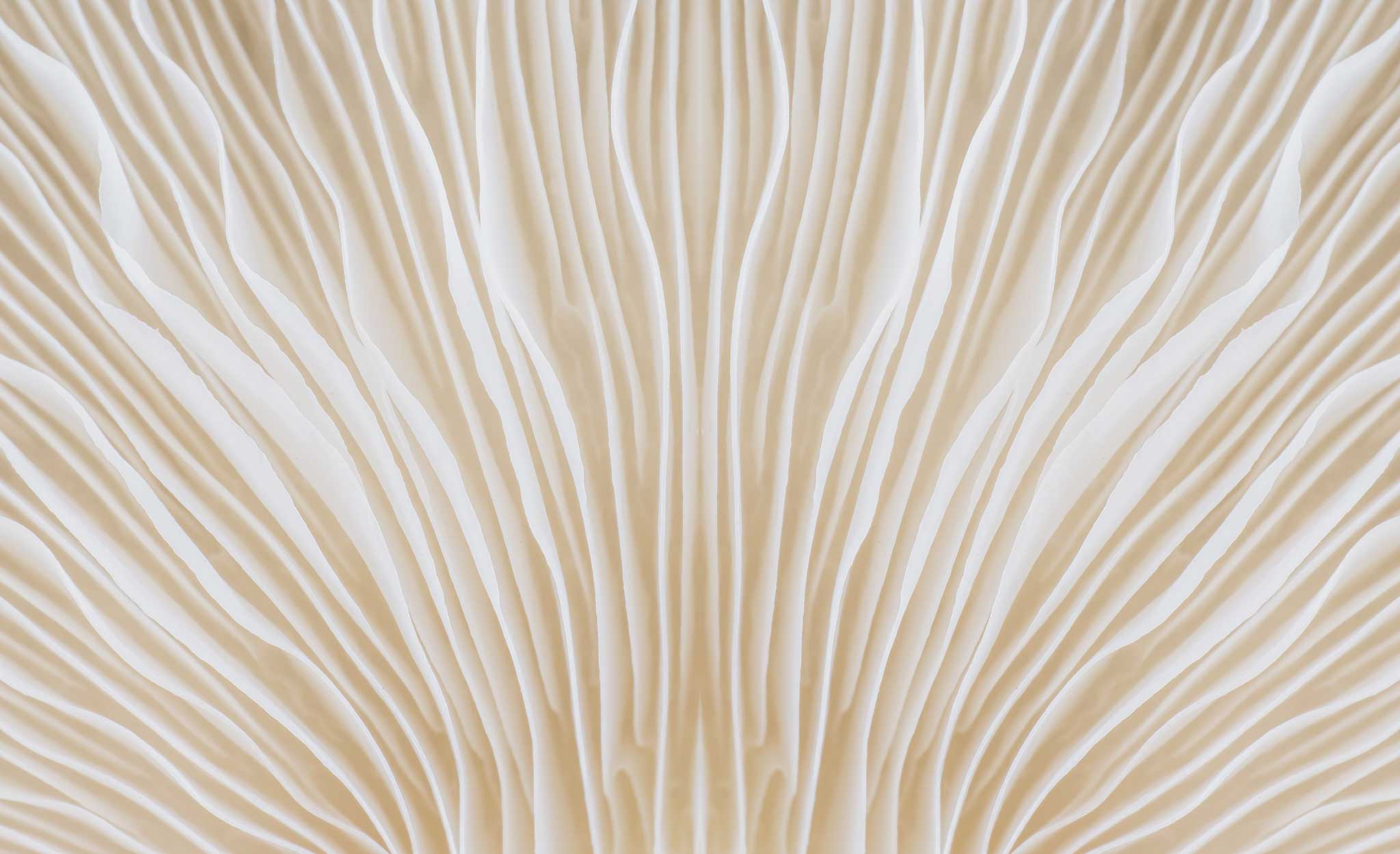 White-Mushroom-Texture